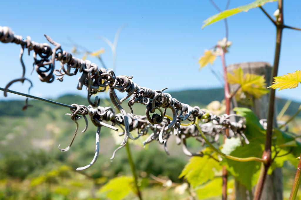 Pension Und Weingut Moselblick Браунеберг Экстерьер фото